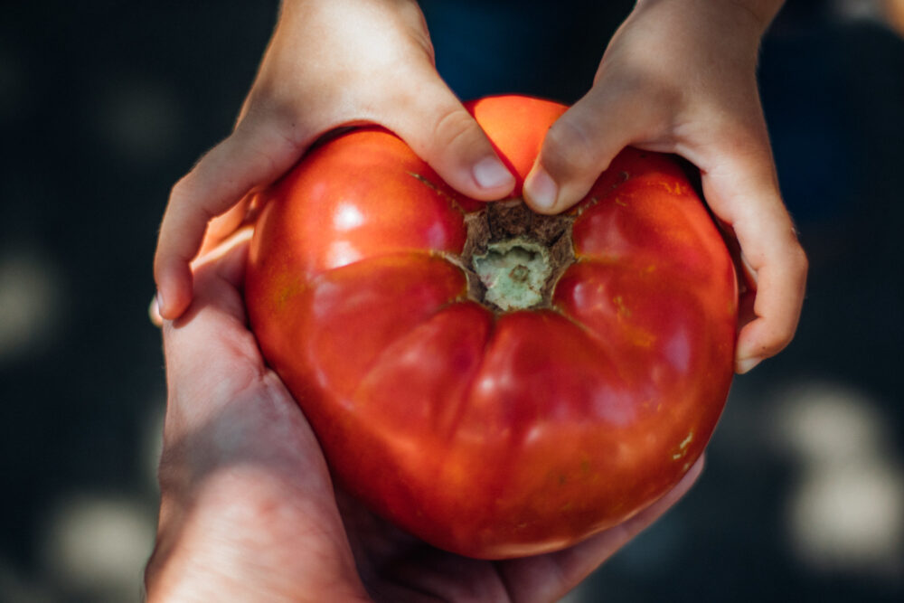 tomate-saucière-de-sicile-semence-canada