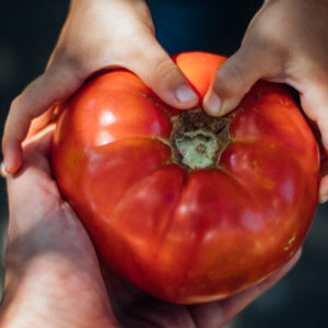 Sicilian Sauce Tomato
