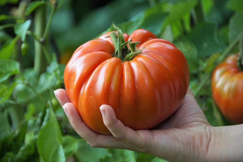 tomato-g36fa7fad8_1920 tomato-g36fa7fad8_1920
