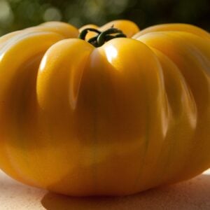 Tomate Ancestrale Mikado Jaune