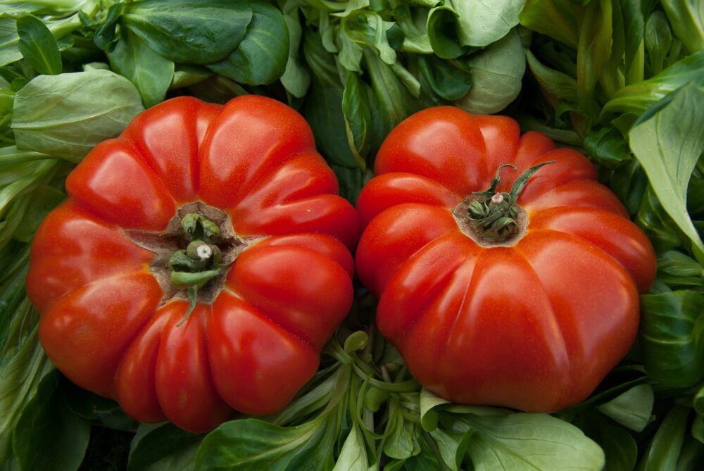 tomatoes-g2019bcb7f_1920 tomatoes-g2019bcb7f_1920