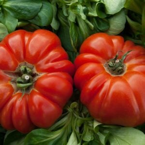 Tomate Ancestrale MéMé de Beauce