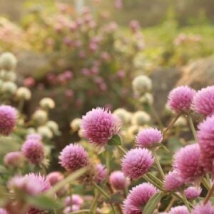 Fleur de thé Baby Pink
