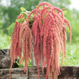 Amaranthus Fontaine de Corail
