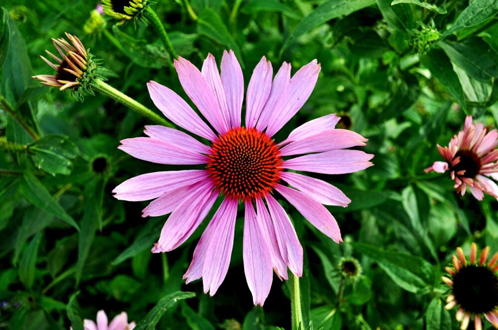 coneflower-gcd5d5fb7c_1920