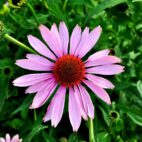 coneflower-gcd5d5fb7c_1920