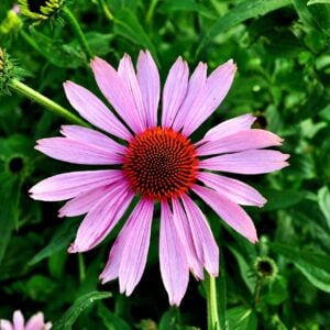 Échinacée Mauve