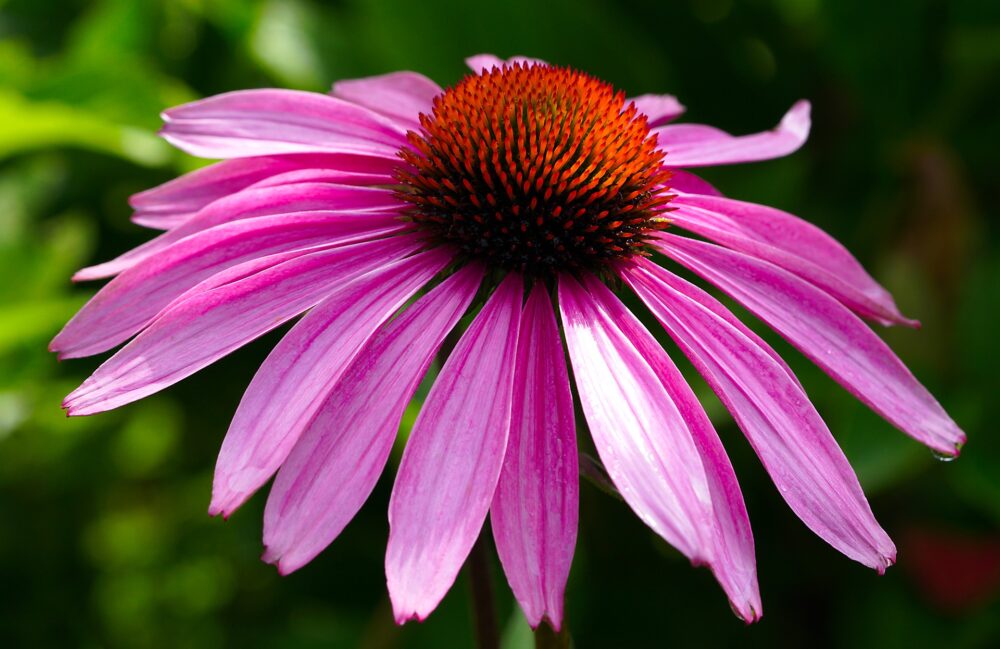 coneflower-gdfe3293fc_1920