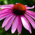 coneflower-gdfe3293fc_1920