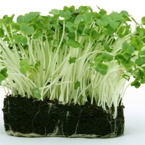 Cresson de jardin Micro