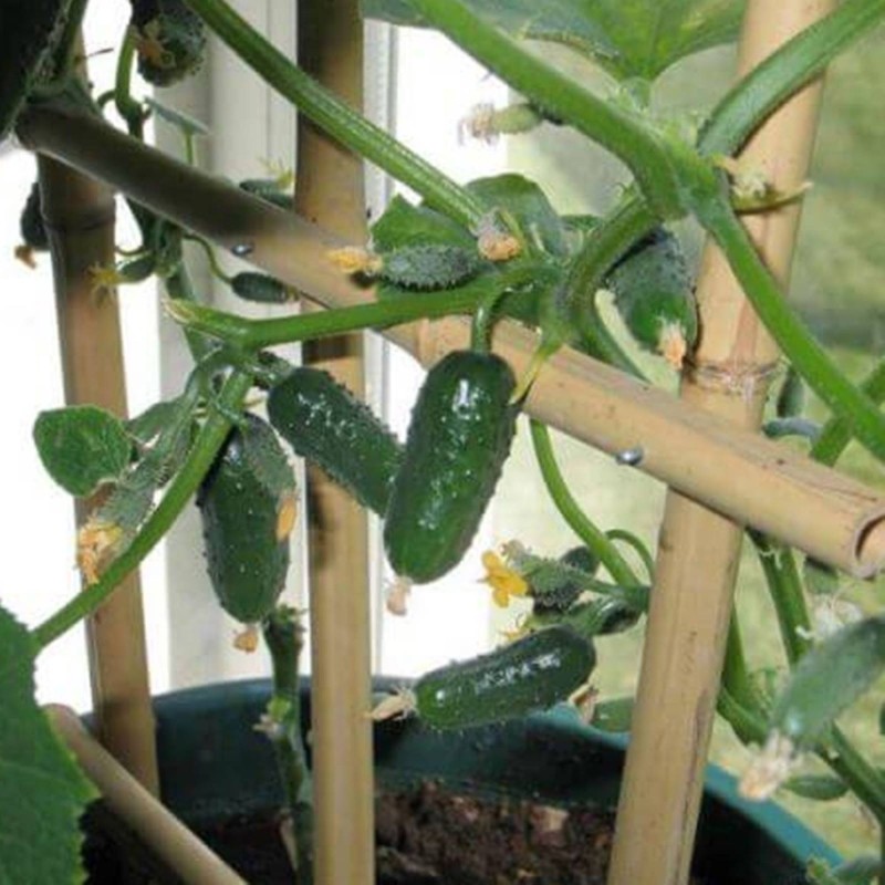 Semences potagères Concombre Marketer - Plantopia Maroc