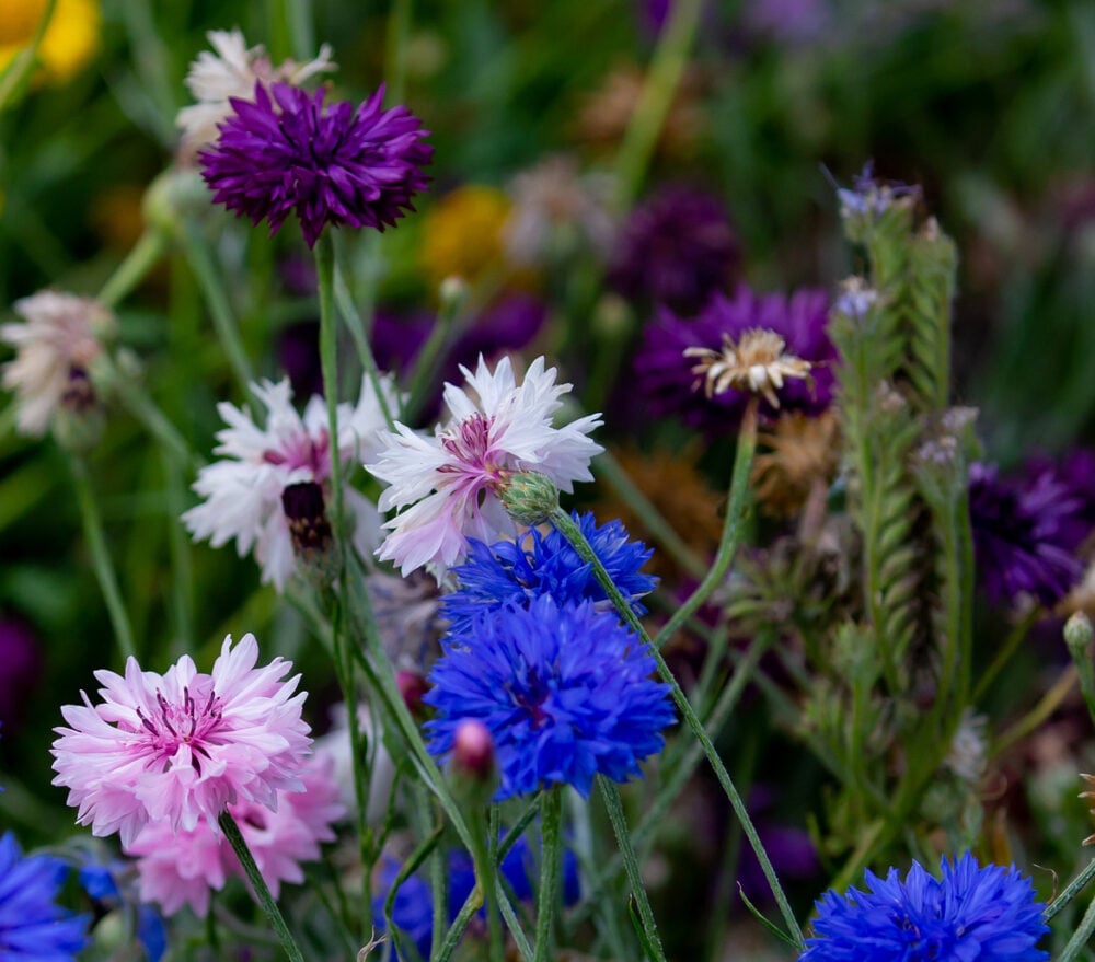 flowers-gee30b4bdb_1920