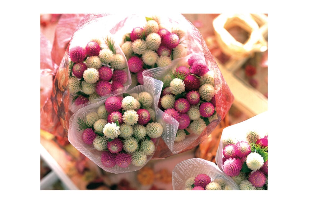 gomprena-mix-semence-canada gomprena-mix-semence-canada