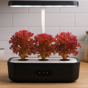 Bébé Laitue Frisée Rouge