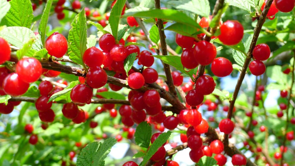 nanking-cherries-g89c3e0b50_1920 nanking-cherries-g89c3e0b50_1920