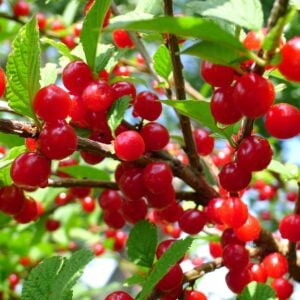 Nanjing cherry