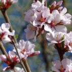 nanking-cherry-gc555fad77_1920