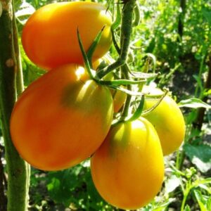 Golden Barao Tomato