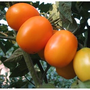 Orange Barao Tomato