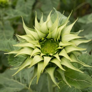 Tournesol Sun-Fill Green