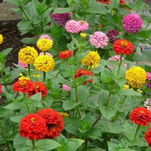 Zinnia Mix