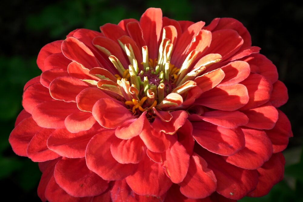 zinnia-géante-rouge-semence-canada
