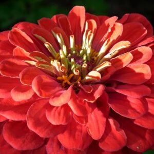 Zinnia Géante Rouge