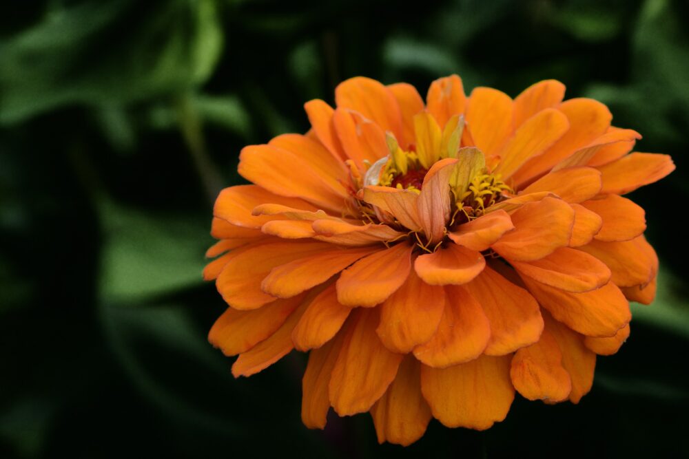 zinnia-orange-tangerine-semence-canada