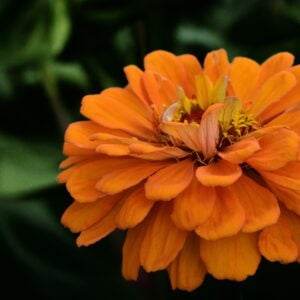 Zinnia Tangerine