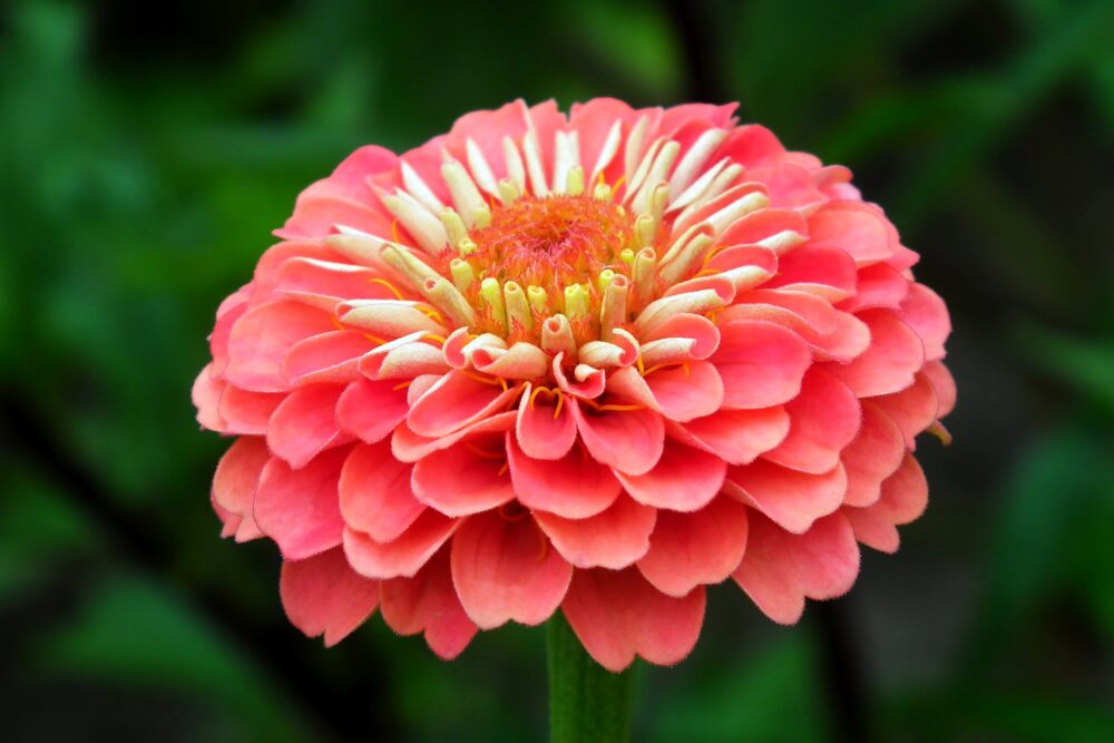 zinnia-rose-saumon-semence-canada