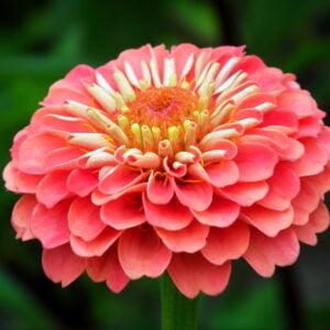 Zinnia Rose Saumon