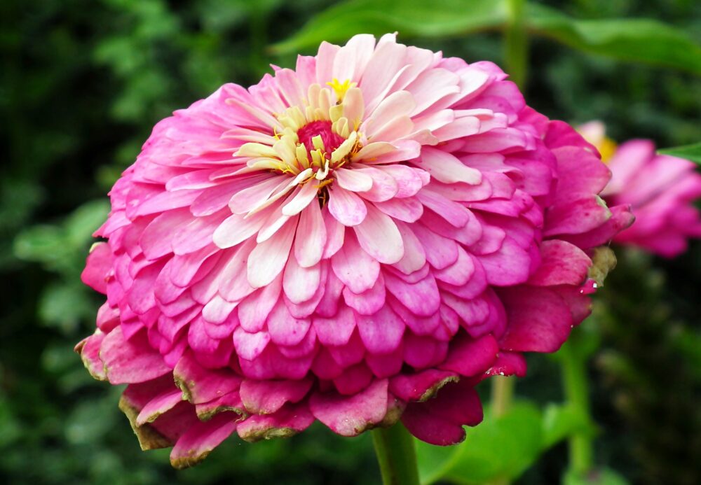 zinnia-violet-semence-canada (2)