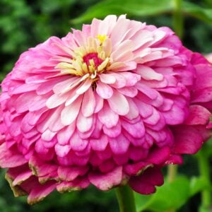 Zinnia Violet