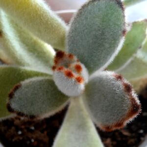 Plante Panda (Kalanchoe tomentosa)