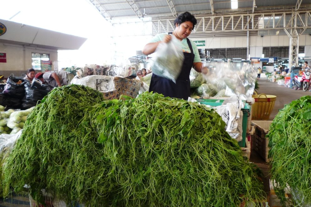 White Bamboo Water Spinach - Semence Canada