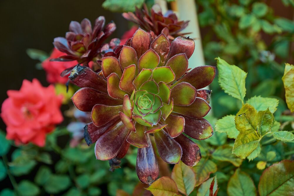 Aeonium 1