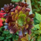 Aeonium 1