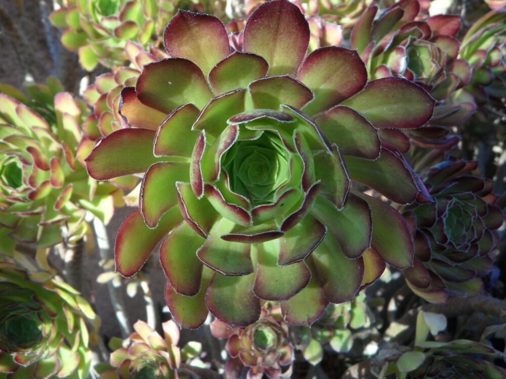 Aeonium 2
