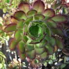 Aeonium 2