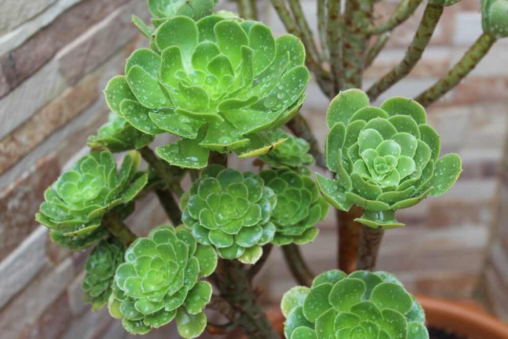 Aeonium 3