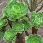 Aeonium 3