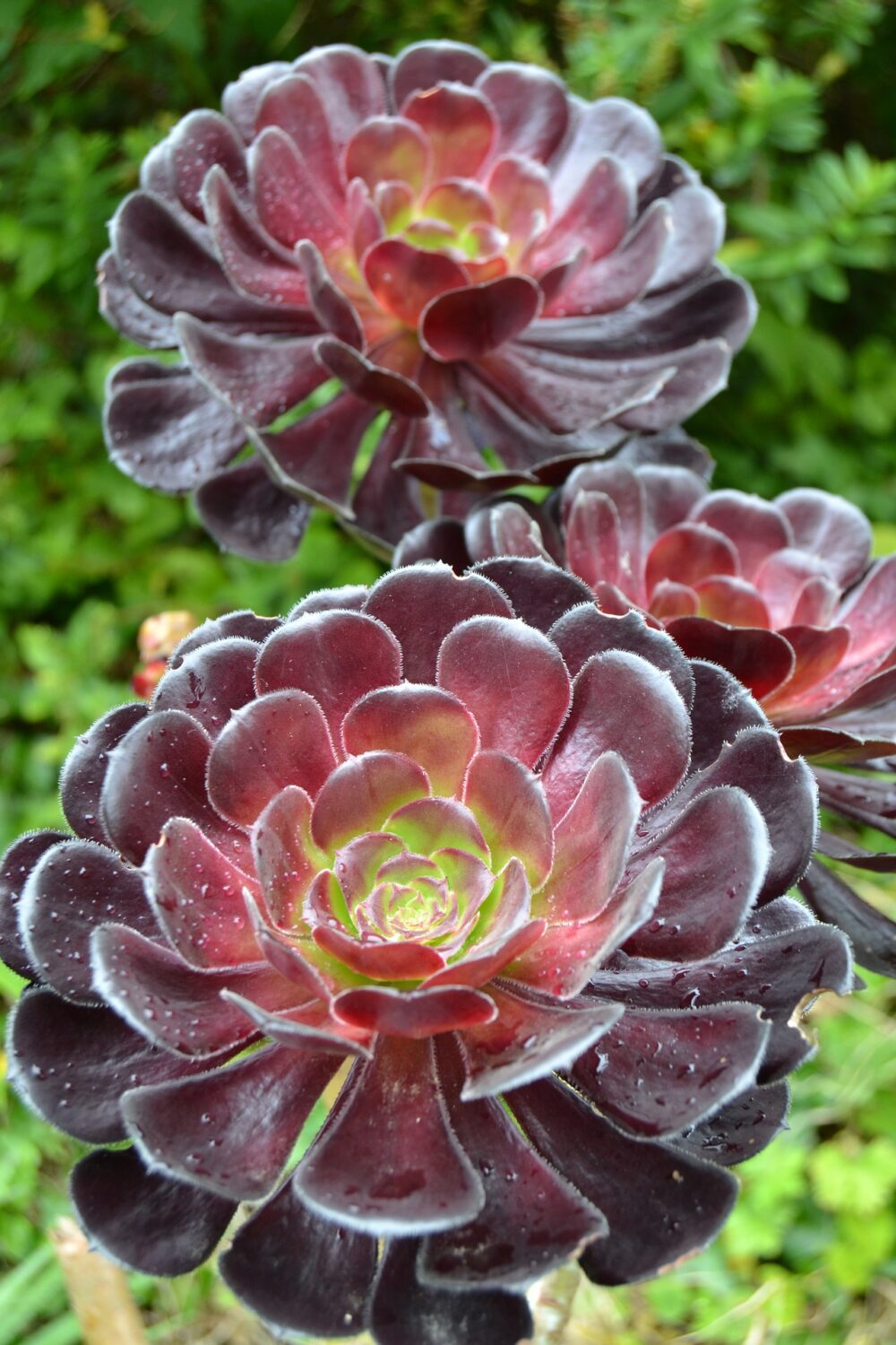 Aeonium 4