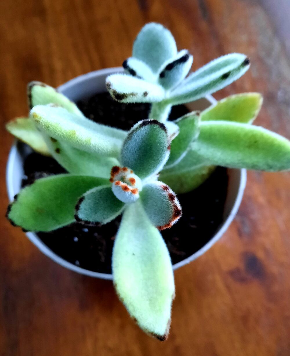 Plante-panda-semence-canada Plante-panda-semence-canada