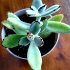 Plante-panda-semence-canada