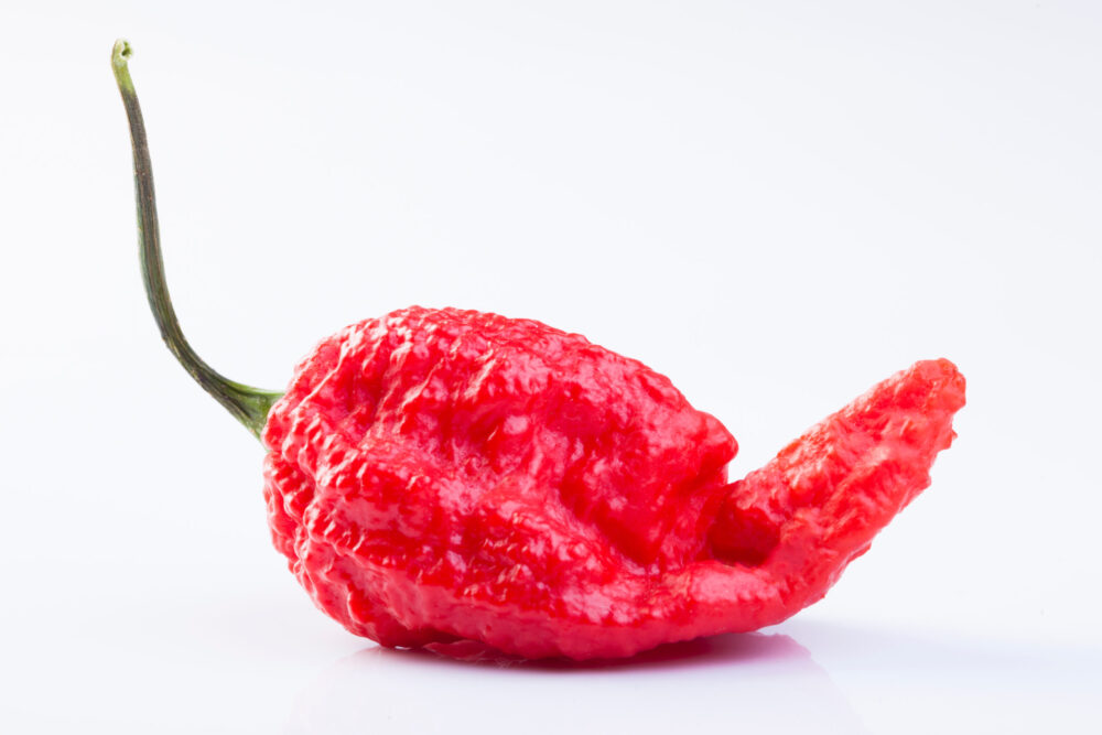 Naga,Bhut,Jolokia,Chilli,Pepper Naga,Bhut,Jolokia,Chilli,Pepper