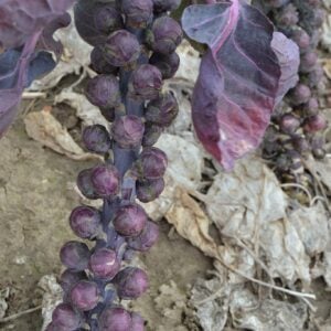 Choux de Bruxelles Rouge Cabernet