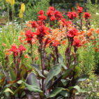 flowers-g779c0cc6c_1920 (1)