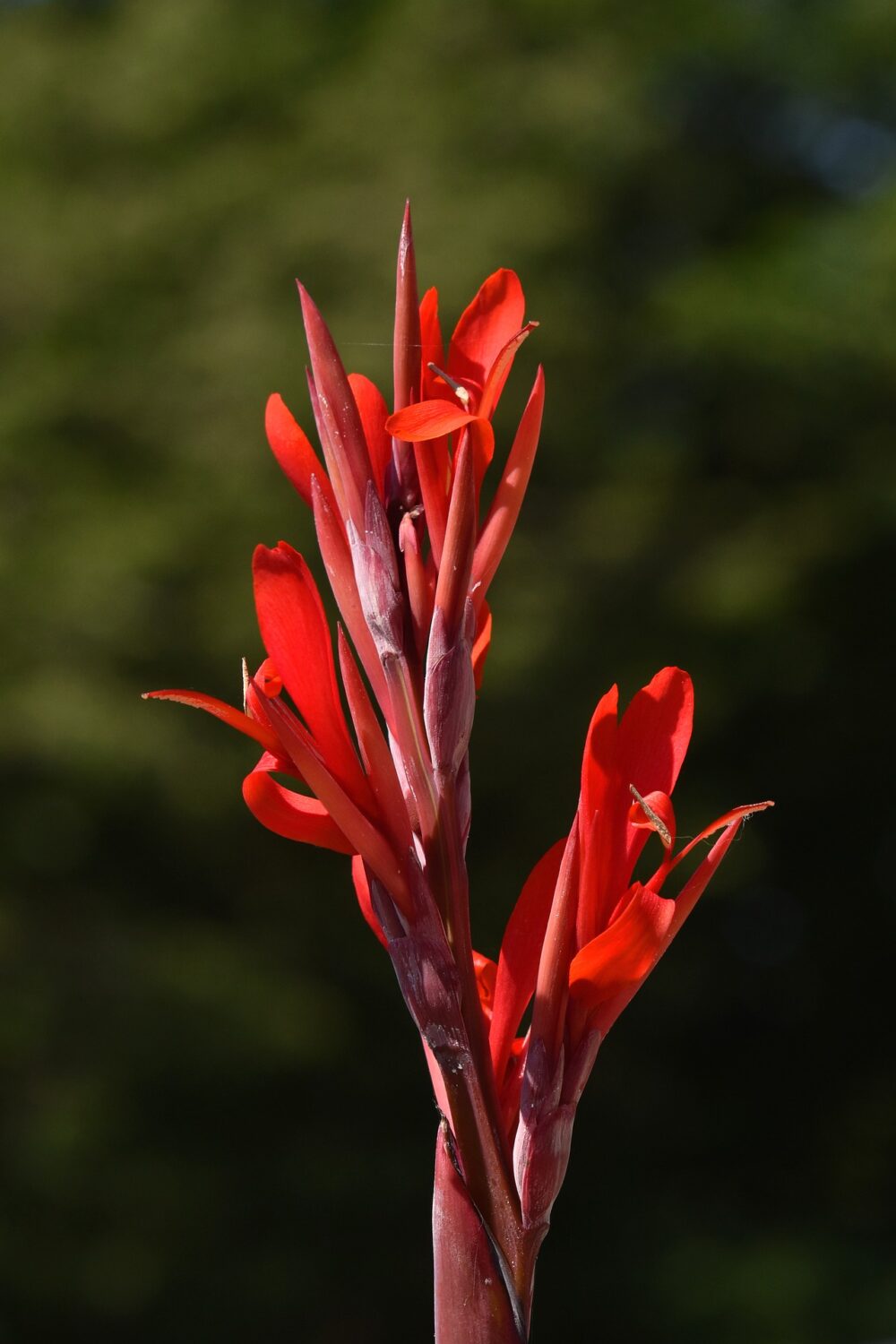 flowers-g9e4f00d2b_1920