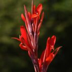 flowers-g9e4f00d2b_1920