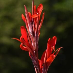 Canna Géant